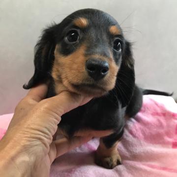 ミニチュアダックスフンド(ロング)【宮崎県・男の子・2022年9月21日・ブラックタン】の写真「可愛い男の子です」