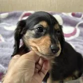 ミニチュアダックスフンド(ロング)【宮崎県・男の子・2023年7月22日・ブラックタン】の写真3