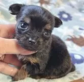 チワックス(チワワ×ダックスフンド)【宮崎県・女の子・2024年2月19日・ブラックタン】の写真4