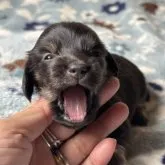 ミニチュアダックスフンド(ロング)【宮崎県・女の子・2023年7月29日・ブラックタン】の写真5