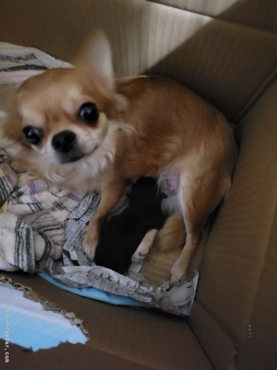 伊藤香ブリーダーのブログ：未唯ちゃんママになるぅ～✨