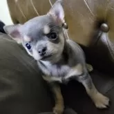 チワワ(スムース)【秋田県・女の子・2025年11月16日・ブルー&クリーム】の写真1「コロコロ✨ムクムク♪でも、かっちりしてきました💖」