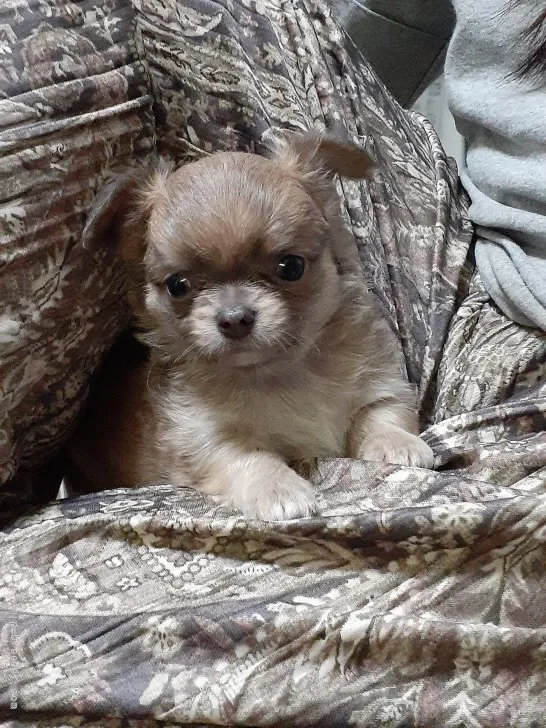そら 様のお迎えした子犬