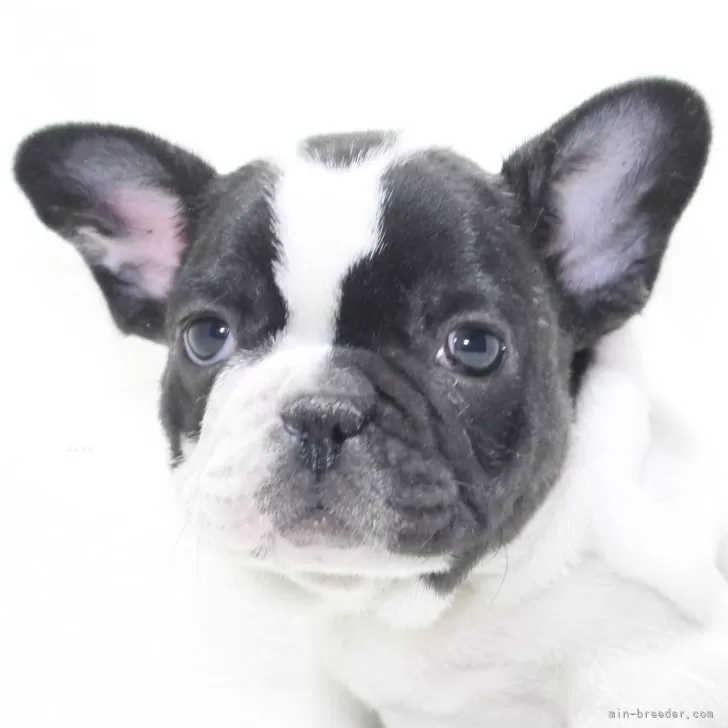 ID:2412-00241の子犬