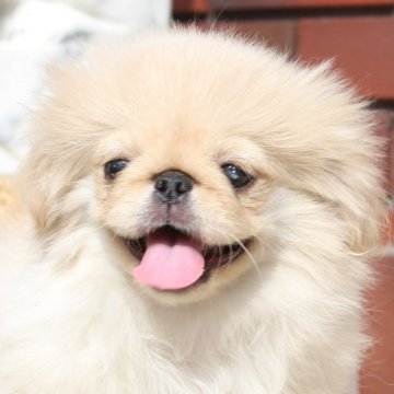ペキニーズ【大阪府・女の子・2025年7月28日・クリーム】の写真「クリームの女の子」