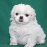 ペキニーズ