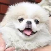 ペキニーズ