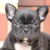 フレンチブルドッグ