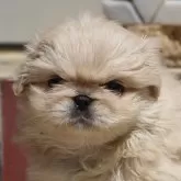 ペキニーズ