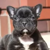 フレンチブルドッグ