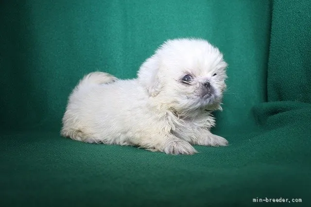 M.S 様のお迎えした子犬
