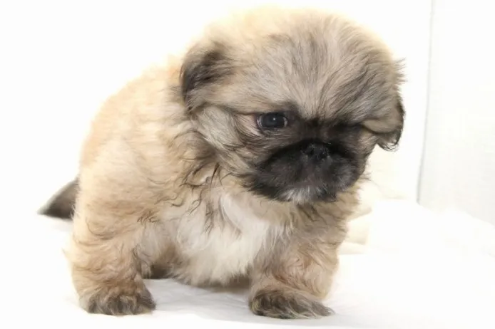 ID：1407-00532の子犬