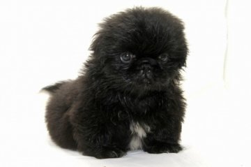 ペキニーズ【大阪府・男の子・2014年6月21日・ブラック】の写真「」