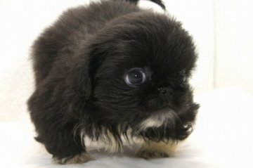ペキニーズ【大阪府・女の子・2014年6月21日・ブラック】の写真「」