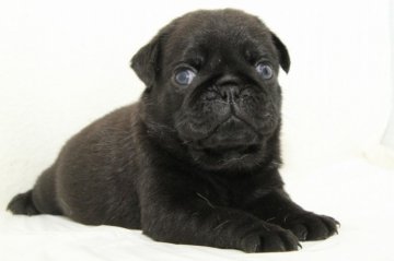 パグ【大阪府・男の子・2013年6月22日・ブラック】の写真「」