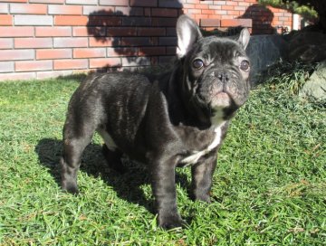 フレンチブルドッグ【大阪府・男の子・2018年9月29日・ブリンドル】の写真「ブリンドルの男の子」
