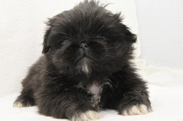 ペキニーズ【大阪府・男の子・2013年11月8日・ブラック】の写真「お目目の大きな小粒な子」