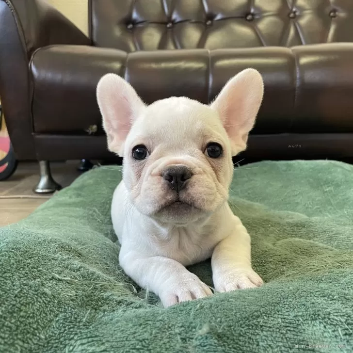 ID:2412-02249の子犬