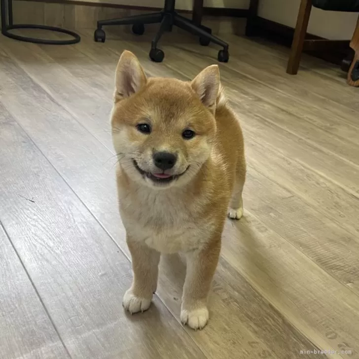 M.Y 様のお迎えした子犬