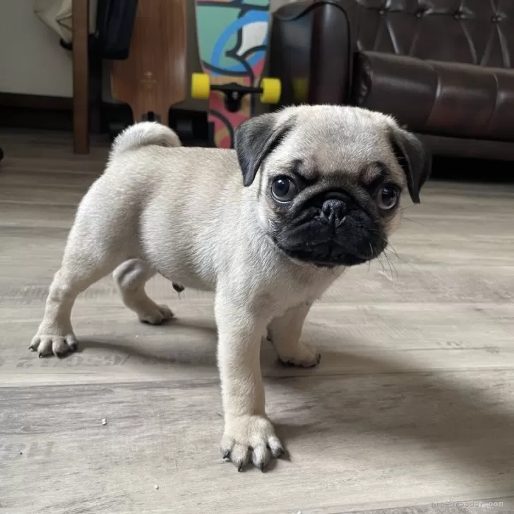 ID:2506-00797の子犬