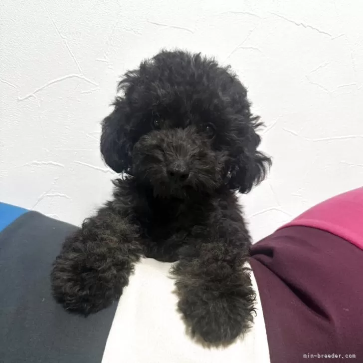 ID:2506-04210の子犬