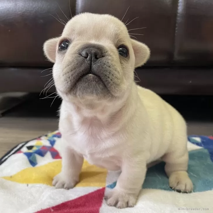 ID：2411-04238の子犬