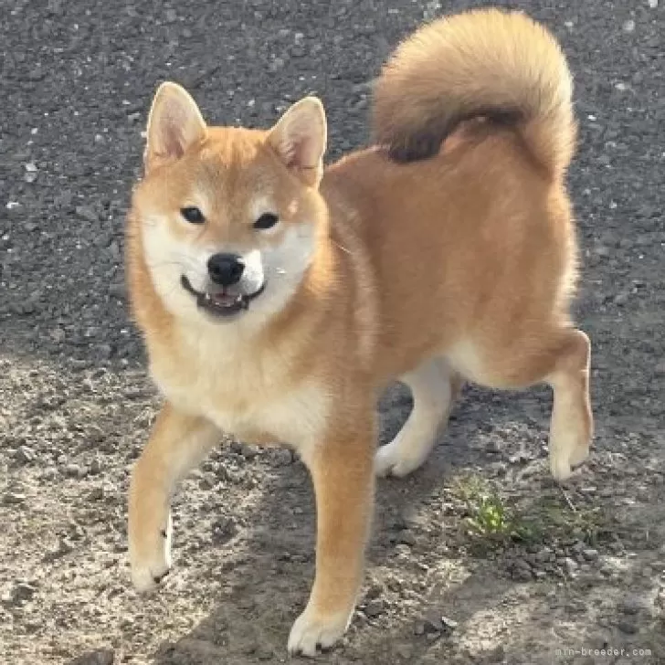 柴犬(標準サイズ)【滋賀県・女の子・2025年6月13日・赤】の写真1