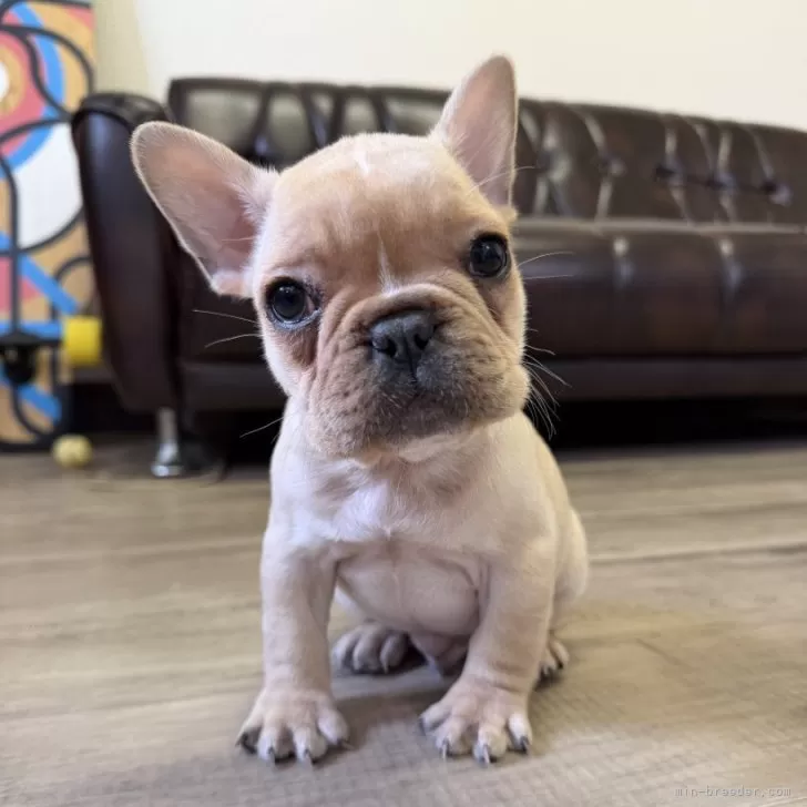 フレンチブルドッグ【滋賀県・男の子・2025年12月6日・クリーム】の写真1