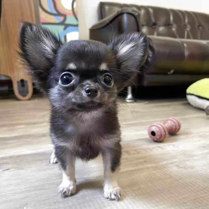 ID：2506-06469の子犬