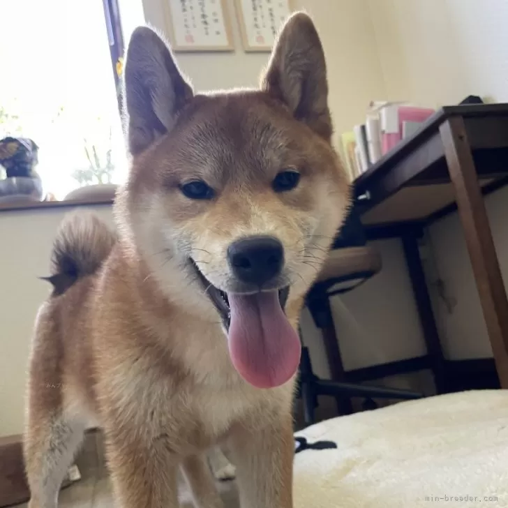 ID:2411-04432の子犬