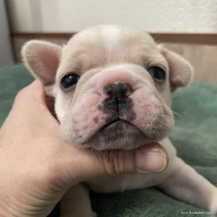 ID：2411-07020の子犬