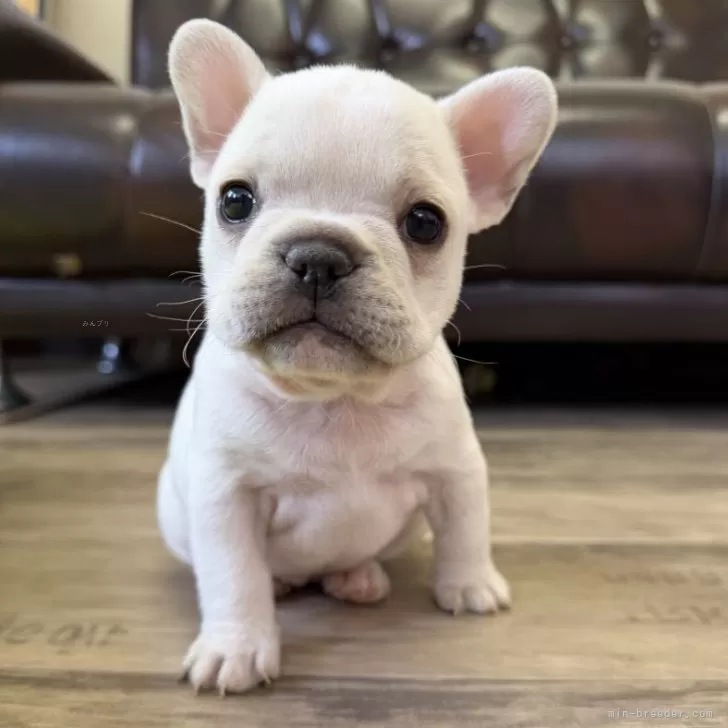 ID：2511-02866の子犬