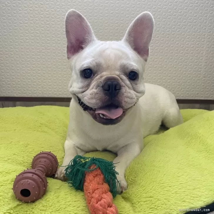 ID：2412-02146の子犬