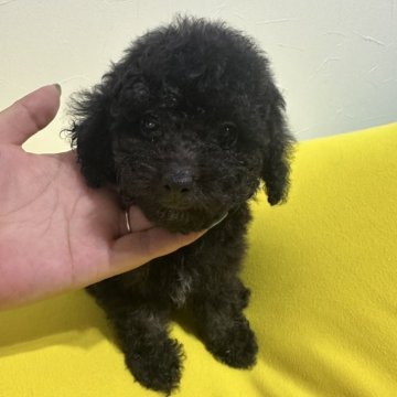 トイプードル(タイニー)【滋賀県・男の子・2025年5月8日・ブラック】の写真「おめめくりくりで可愛い男の子🖤」