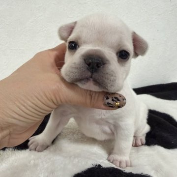 フレンチブルドッグ【滋賀県・女の子・2025年10月17日・クリーム】の写真「クリーム姫♡」