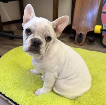 フレンチブルドッグ【滋賀県・男の子・2025年7月28日・クリーム】の写真「ひっつき虫君」