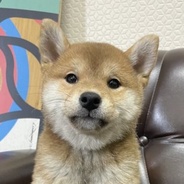 柴犬(豆柴)【滋賀県・女の子・2024年10月27日・赤】の写真「可愛いお姫♡♡」