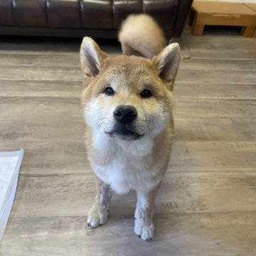 柴犬(標準サイズ)【滋賀県・男の子・2024年10月16日・赤】の写真「懐っこいもふもふのクマちゃんです♡♡」