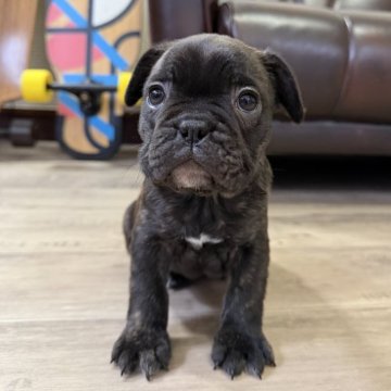 フレンチブルドッグ【滋賀県・女の子・2025年10月22日・ブリンドル】の写真「明るいブリンドルちゃん♡♡」