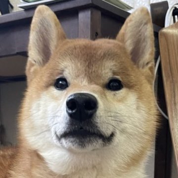 柴犬(標準サイズ)【滋賀県・男の子・2024年4月8日・赤】の写真「白いマフラー君」