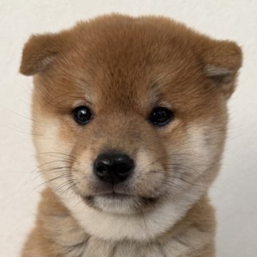 柴犬(標準サイズ)【滋賀県・男の子・2025年10月6日・赤】の写真「コロコロふわふわ君」