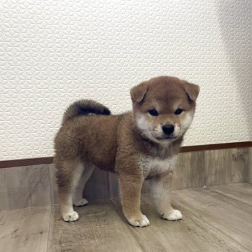 柴犬(標準サイズ)【滋賀県・女の子・2025年6月13日・赤】の写真「小さい女の子❤️」