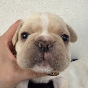 フレンチブルドッグ【滋賀県・男の子・2025年10月22日・クリーム】の写真「ぶりぶりの濃いクリーム君🍦」