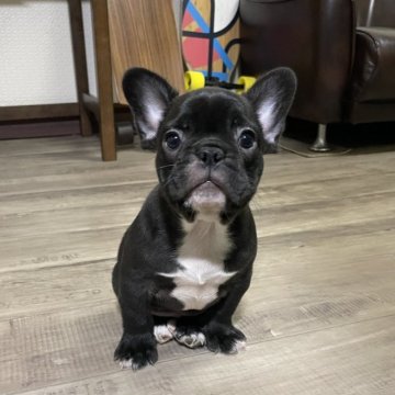 フレンチブルドッグ【滋賀県・男の子・2024年11月4日・ブリンドル】の写真「良い顔の黒色が多いショートボディ君」