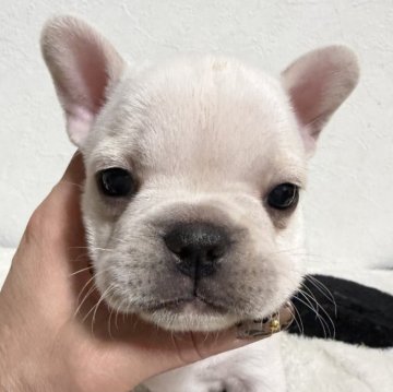 フレンチブルドッグ【滋賀県・女の子・2025年10月17日・クリーム】の写真「クリーム姫♡」