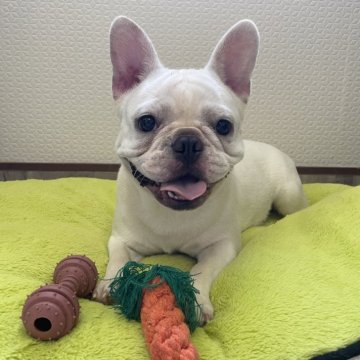 フレンチブルドッグ【滋賀県・女の子・2024年11月6日・クリーム】の写真「可愛いお顔のクリームちゃん」