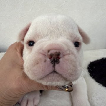 フレンチブルドッグ【滋賀県・女の子・2025年10月22日・クリーム】の写真「クリーム姫🍦」