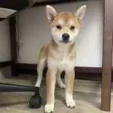 柴犬(標準サイズ)