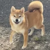 柴犬(標準サイズ)【滋賀県・女の子・2025年6月13日・赤】の写真1