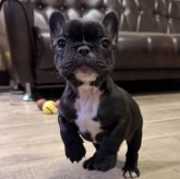 フレンチブルドッグ